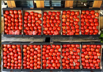 Tomates frescos